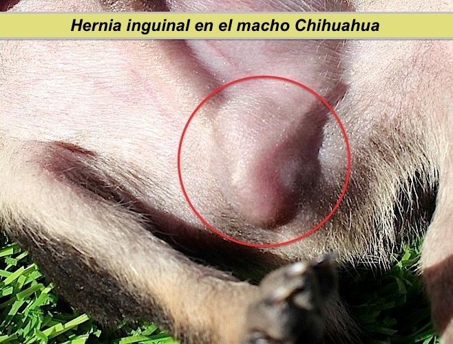 Hernia Inguinal en el Cachorro Chihuahua. Cachorro con Hernia.